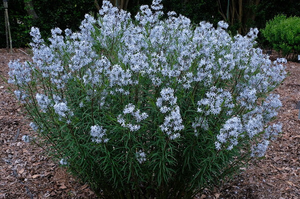 Image of Amsonia 'Wild Blue Yonder' taken at Juniper Level Botanic Gdn, NC by JLBG