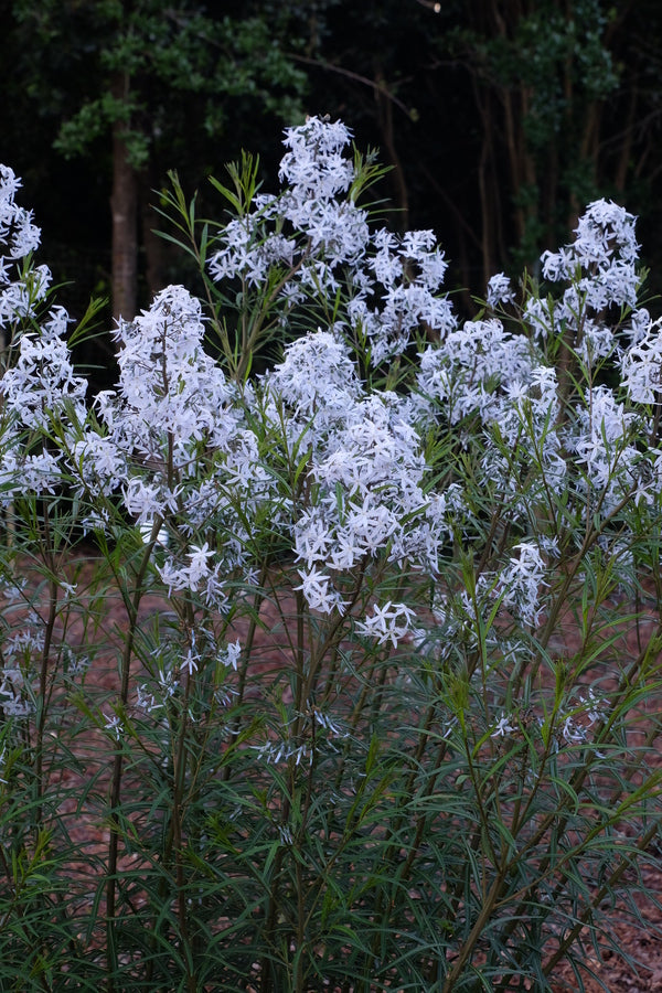 Image of Amsonia 'Wild Blue Yonder' taken at Juniper Level Botanic Garden, Raleigh NC by JLBG