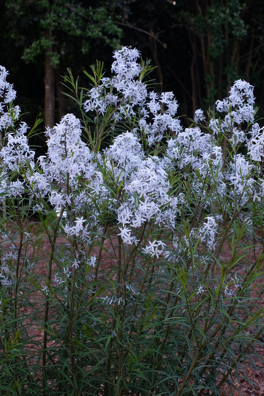 Image of Amsonia 'Wild Blue Yonder' taken at Juniper Level Botanic Garden, Raleigh NC by JLBG