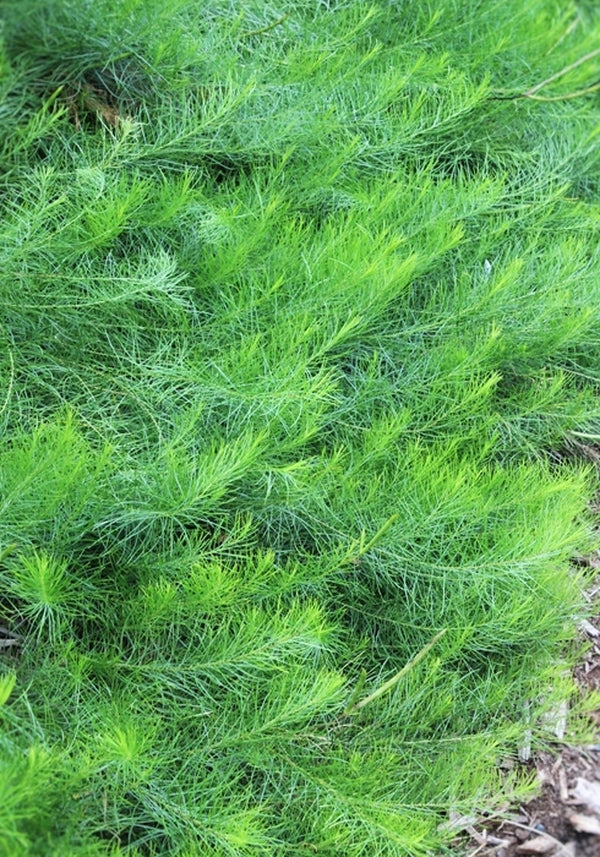 Image of Amsonia ciliata var. filifolia 'Georgia Pancake' taken at Juniper Level Botanic Gdn, NC by JLBG