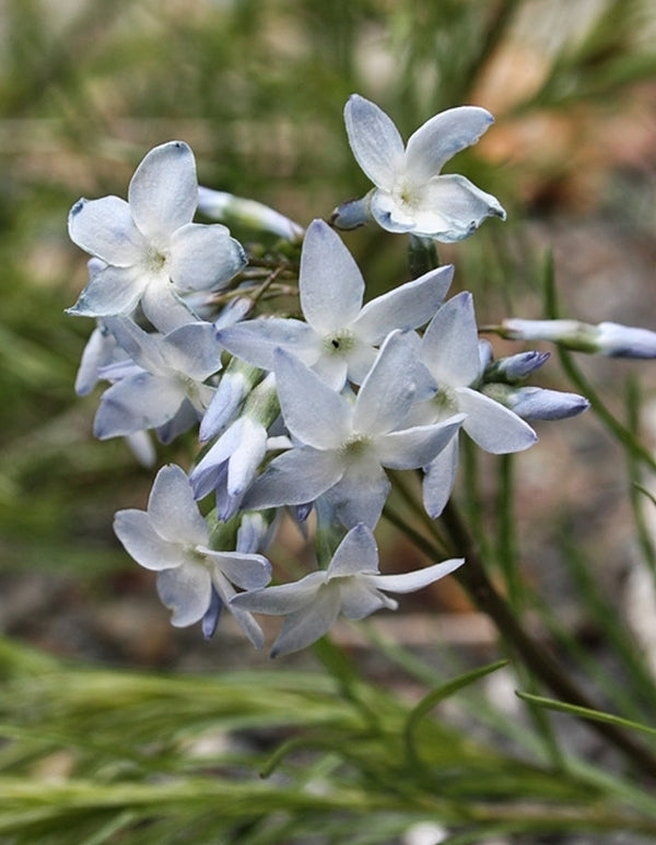 Image of Amsonia ciliata var. filifolia 'Georgia Pancake' taken at Juniper Level Botanic Gdn, NC by JLBG