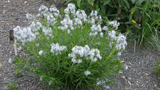 Image of Amsonia hubrichtii 'String Theory' PP 34,419 taken at Juniper Level Botanic Gdn, NC by JLBG