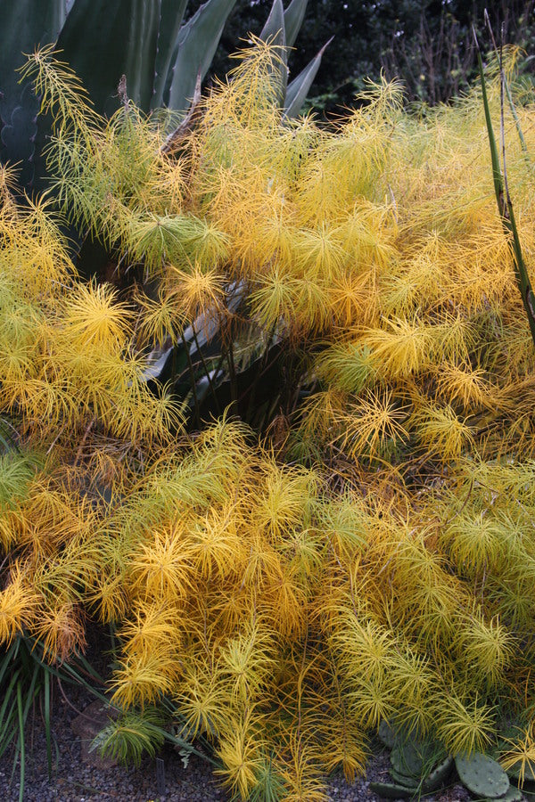 Image of Amsonia hubrichtii taken at Juniper Level Botanic Gdn, NC by JLBG