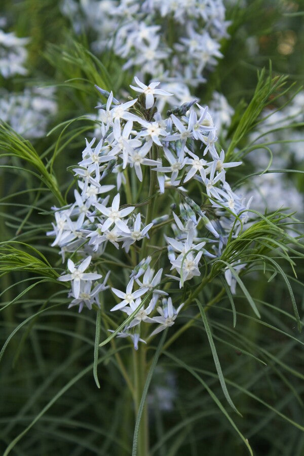 Image of Amsonia hubrichtii taken at Juniper Level Botanic Gdn, NC by JLBG