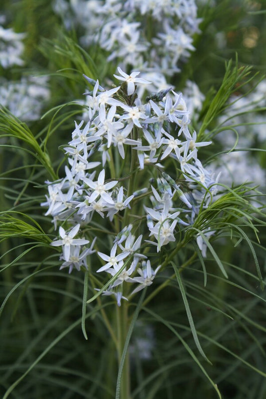 Image of Amsonia hubrichtii taken at Juniper Level Botanic Gdn, NC by JLBG
