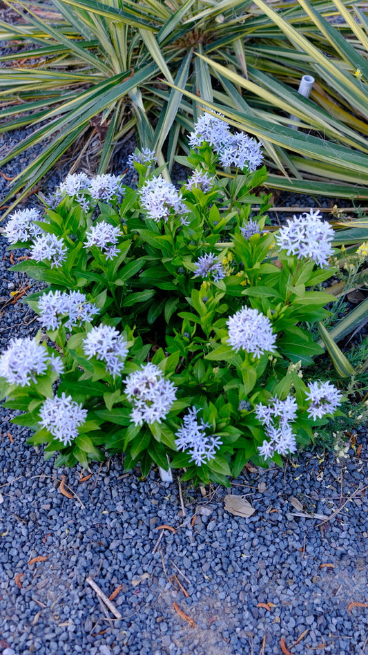 Image of Amsonia montana 'Short Stack' taken at Juniper Level Botanic Gdn, NC by JLBG