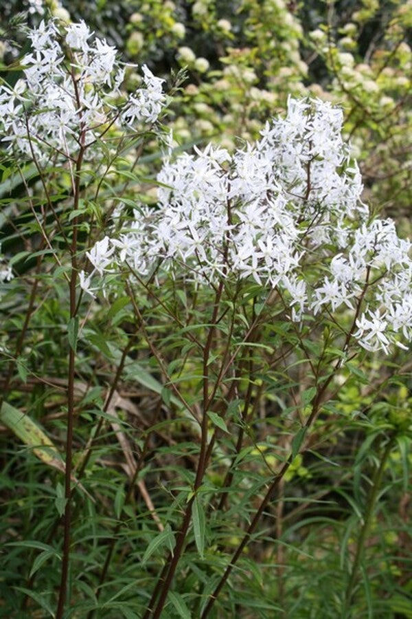 Image of Amsonia rigida