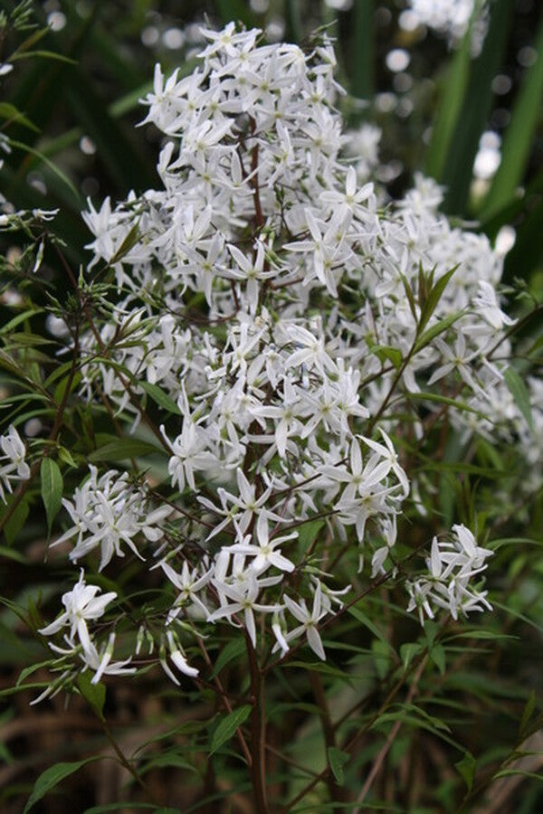 Image of Amsonia rigida taken at Juniper Level Botanic Gdn, NC by JLBG