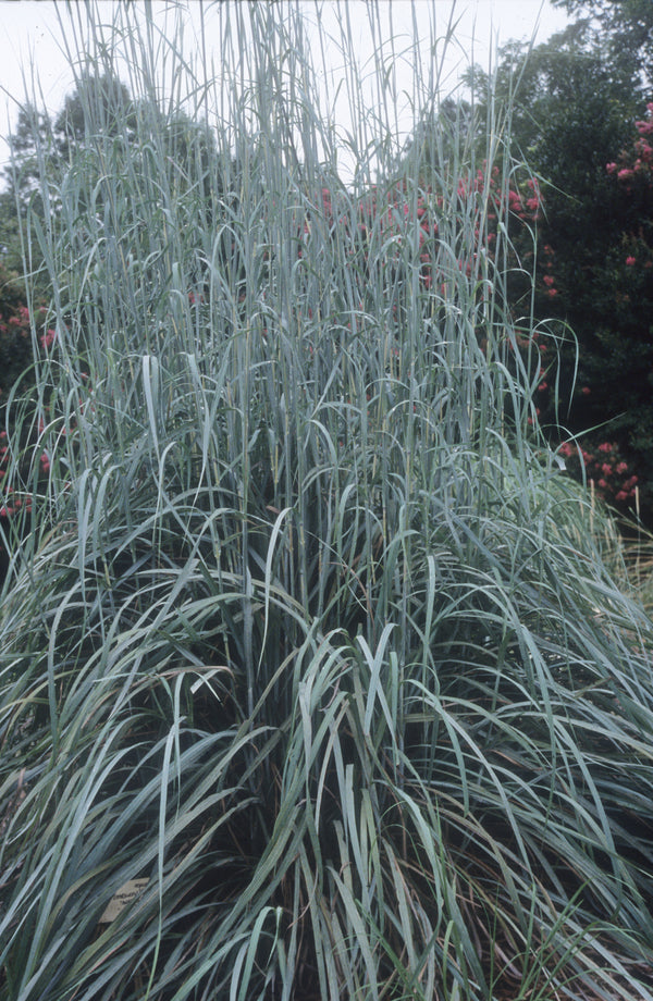 Image of Andropogon gerardii 'Lord Snowden' taken at Juniper Level Botanic Garden, NC by JLBG