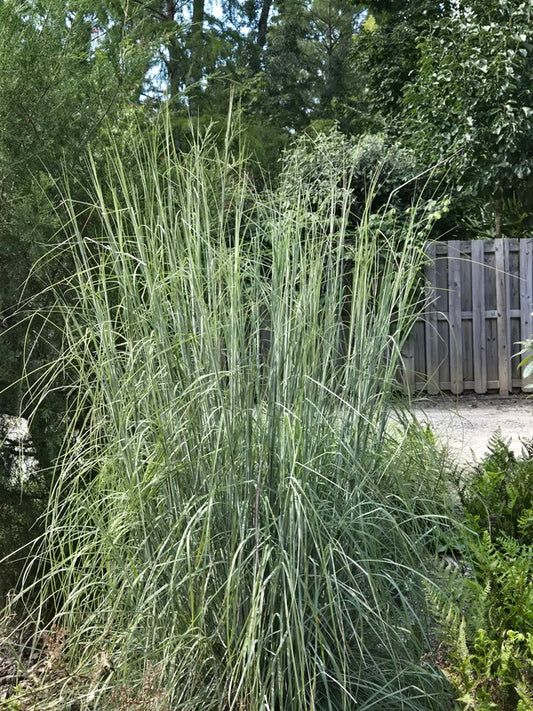 Image of Andropogon glaucopsis 'Carolina Blue' taken at Juniper Level Botanic Gdn, NC by JLBG