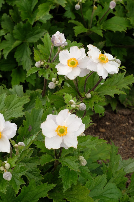 Image of Anemone 'Dreaming Swan' PP 27,384 taken at Walters Gardens, MI by T. Avent