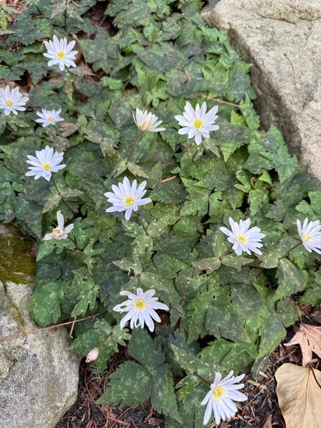 Anemone keiskeiana | Keiskei Anemone