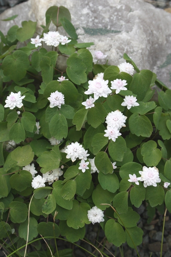 Image of Anemonella thalictroides 'Cameo'