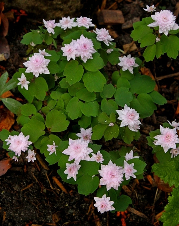 Image of Anemonella thalictroides 'Cameo' taken at Juniper Level Botanic Gdn, NC by JLBG