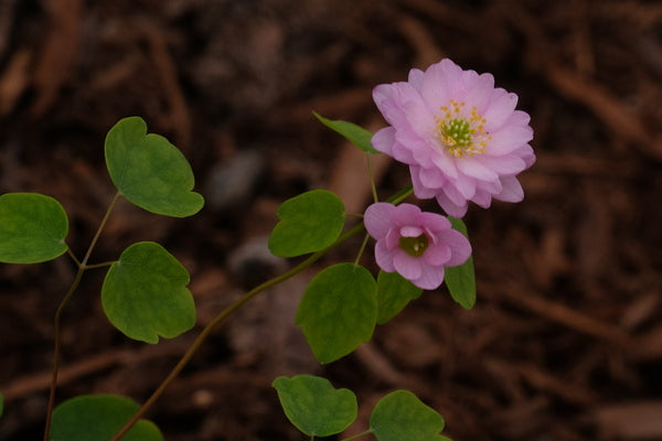 Image of Anemonella thalictroides 'Kikuzaki Pink' taken at Juniper Level Botanic Gdn, NC by JLBG