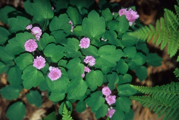 Image of Anemonella thalictroides 'Schoaf's Double Pink' taken at Juniper Level Botanic Gdn, NC by JLBG