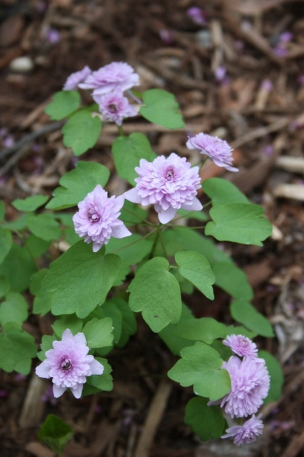 Image of Anemonella thalictroides 'Schoaf's Double Pink' taken at Juniper Level Botanic Gdn, NC by JLBG