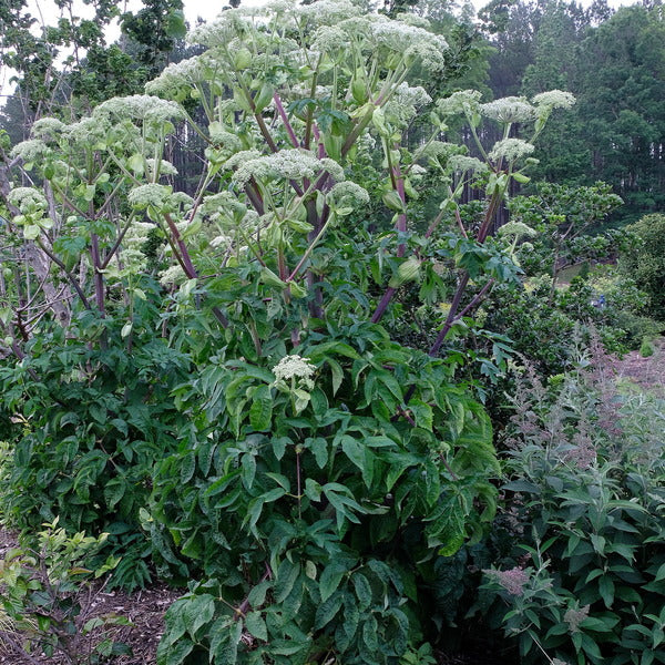 Image of Angelica dahurica taken at Juniper Level Botanic Gdn, NC by JLBG