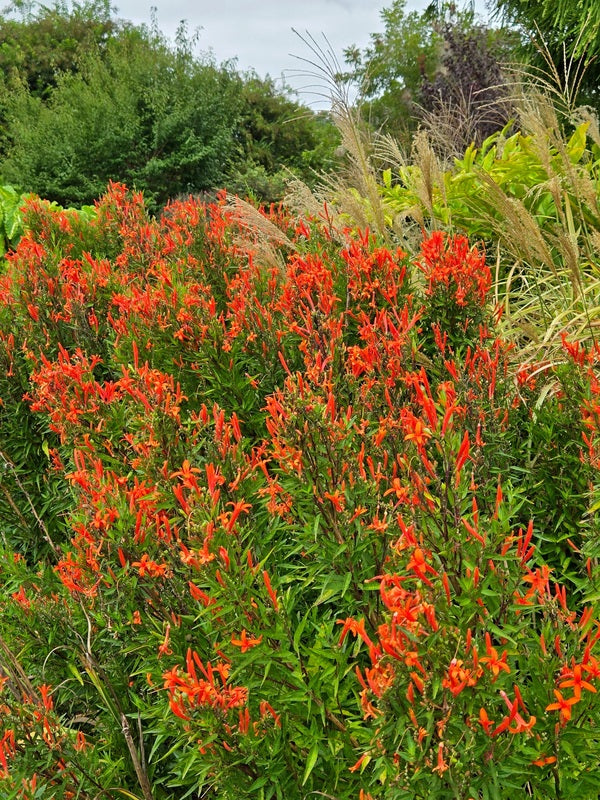 Image of Anisacanthus wrightii taken at Juniper Level Botanic Gdn, NC by JLBG