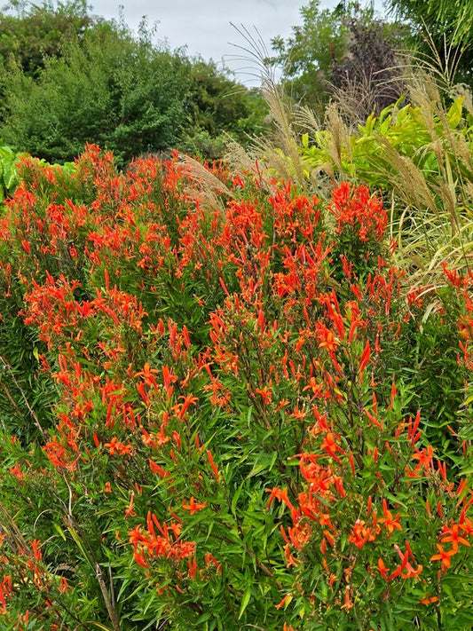 Image of Anisacanthus wrightii taken at Juniper Level Botanic Gdn, NC by JLBG