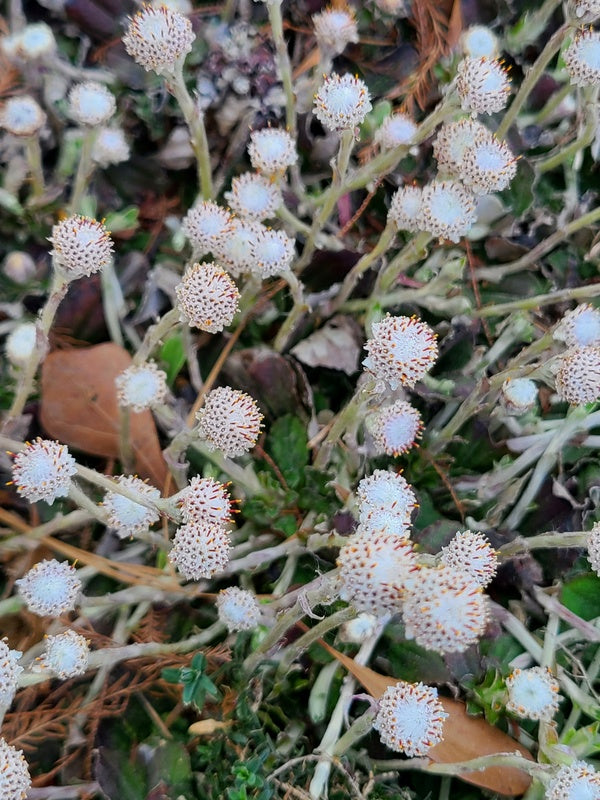 Image of Antennaria solitaria 'RDU' taken at Juniper Level Botanic Gdn, NC by JLBG