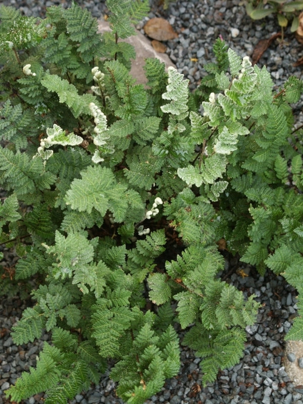 Image of Anthonya eckloniana coll. #A1SA-157 taken at Juniper Level Botanic Gdn, NC by JLBG
