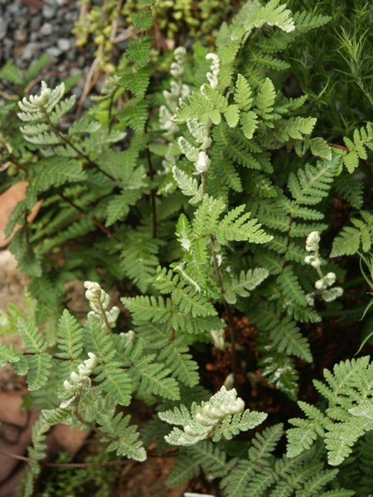 Image of Anthonya eckloniana coll. #A1SA-181 taken at Juniper Level Botanic Gdn, NC by JLBG