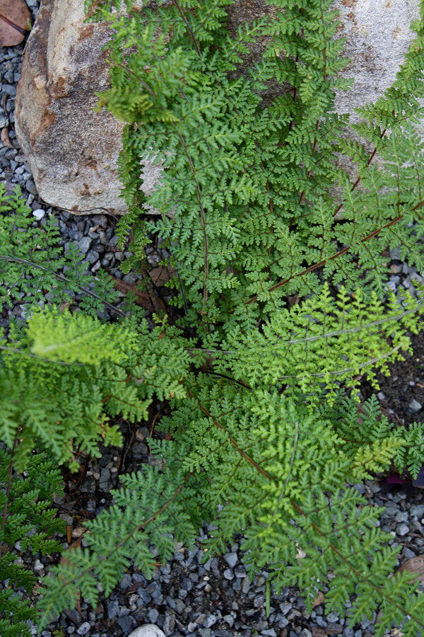 Image of Anthonya hirta var. hirta 'Ellington'