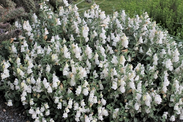 Image of Antirrhinum glutinosum 'White Hot' taken at Juniper Level Botanic Gdn, NC by JLBG