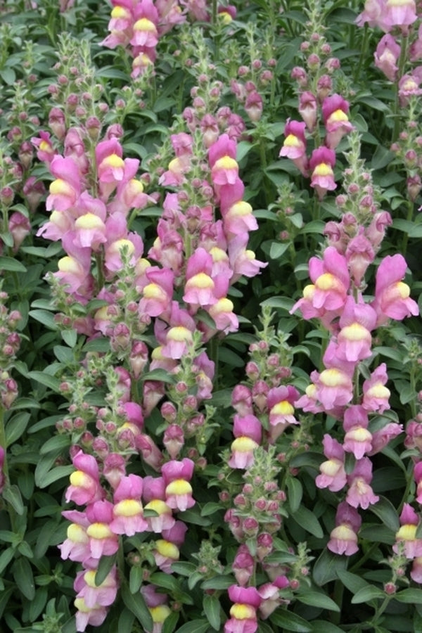Image of Antirrhinum hispanicum taken at Juniper Level Botanic Gdn, NC by JLBG