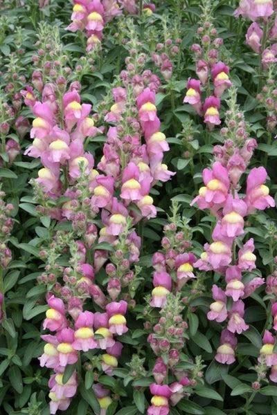 antirrhinum plant Antirrhinum hispanicum