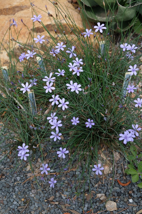 Image of Aphyllanthes monspeliensis taken at Juniper Level Botanic Gdn, NC by JLBG