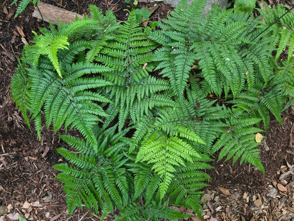Image of Arachniodes davalliaeformis taken at Juniper Level Botanic Gdn, NC by JLBG