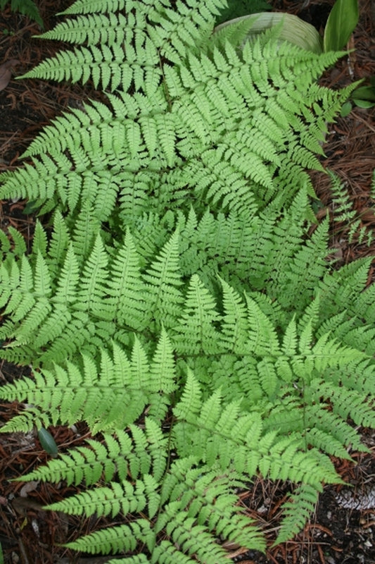 Image of Arachniodes miqueliana taken at Juniper Level Botanic Gdn, NC by JLBG