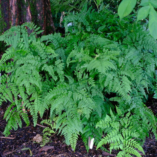 Image of Arachniodes simulans  taken at Juniper Level Botanic Gdn, NC by JLBG