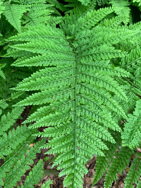 Image of Arachniodes simulans  taken at Juniper Level Botanic Gdn, NC by JLBG