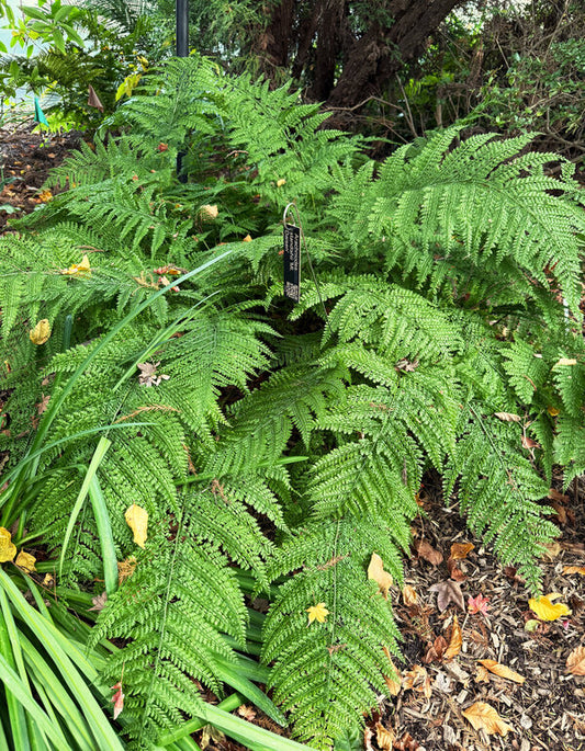 Image of Arachniodes standishii 'Mt. Daisen' taken at Juniper Level Botanic Garden, Raleigh NC by Lidia Churakova