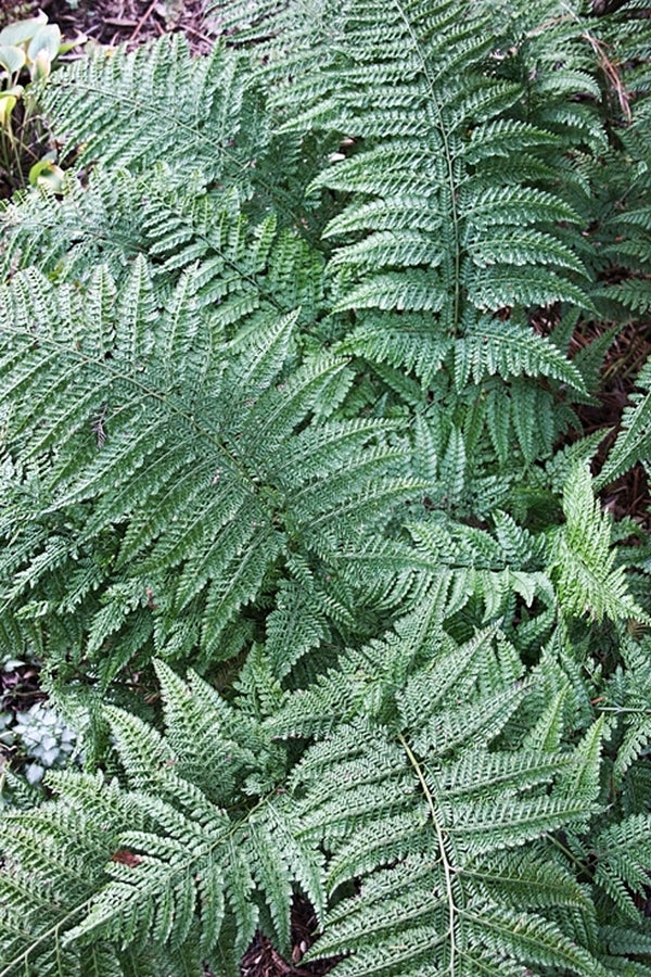 Image of Arachniodes standishii taken at Juniper Level Botanic Gdn, NC by JLBG