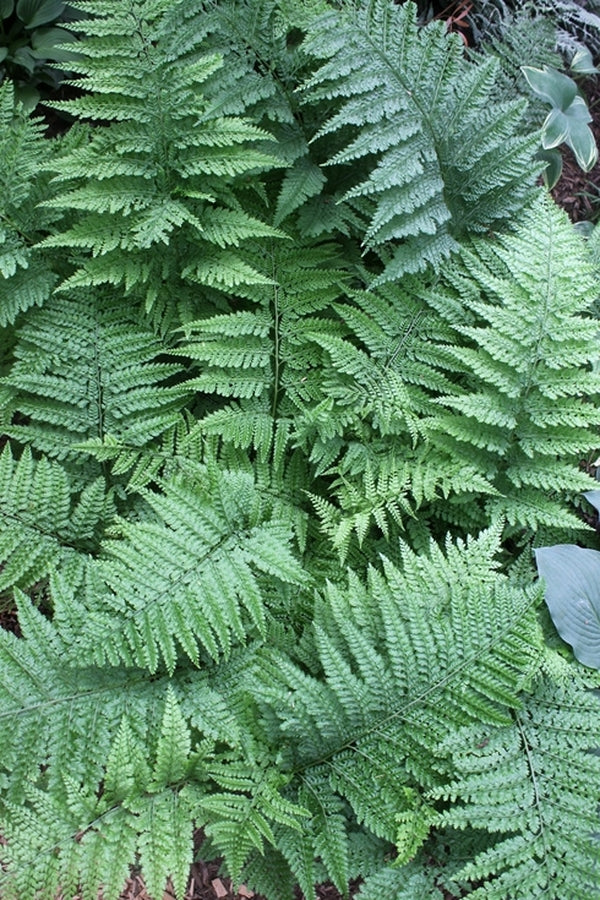 Image of Arachniodes standishii taken at Juniper Level Botanic Gdn, NC by JLBG