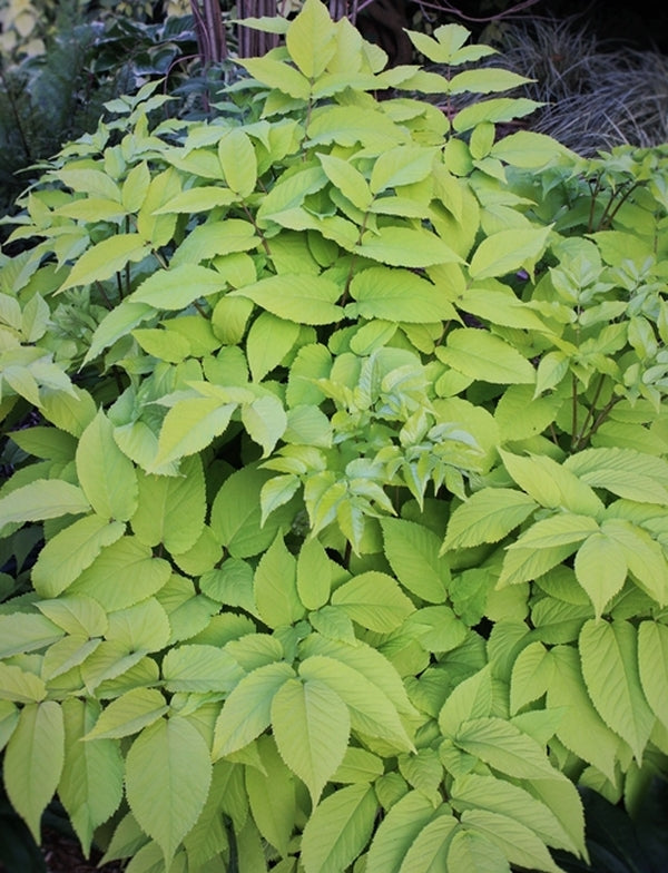 Image of Aralia cordata 'Sun King' taken at Juniper Level Botanic Gdn, NC by JLBG
