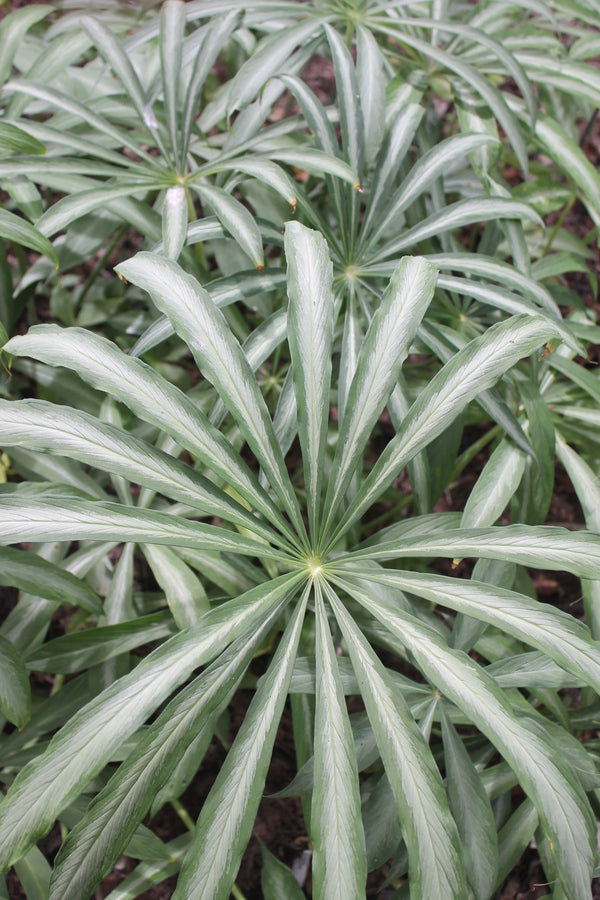 Image of Arisaema consanguineum Silver Center taken at Juniper Level Botanic Gdn, NC by JLBG