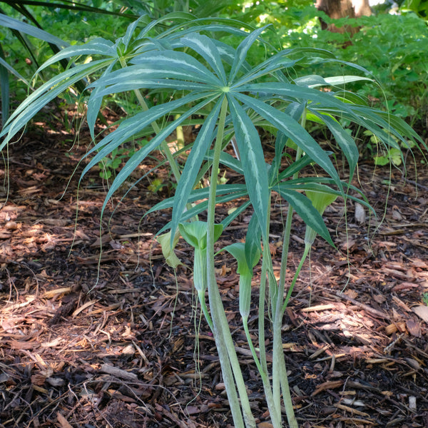 Image of Arisaema consanguineum Silver Center taken at Juniper Level Botanic Gdn, NC by JLBG