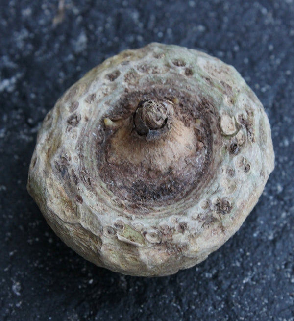 Image of Arisaema consanguineum taken at Juniper Level Botanic Gdn, NC by JLBG