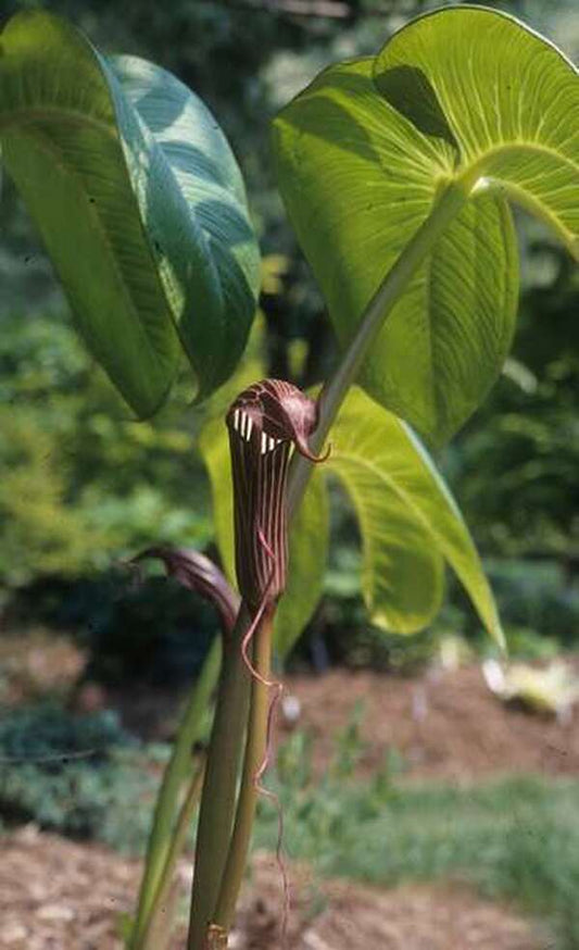 Image of Arisaema costatum taken at Sauls Road