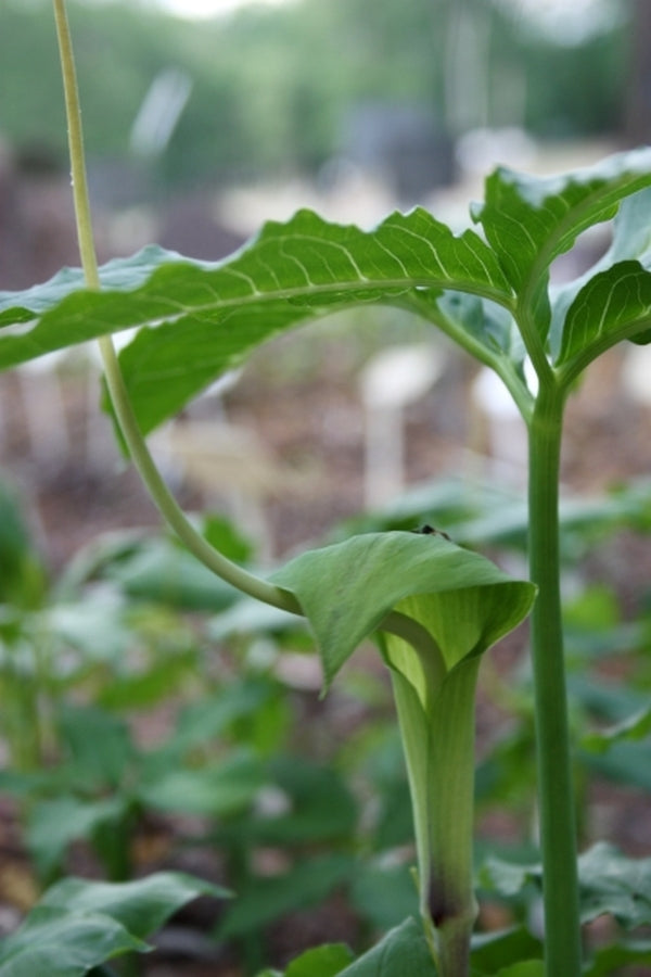 Image of Arisaema dracontium 'Nebraska' taken at Juniper Level Botanic Gdn, NC by JLBG