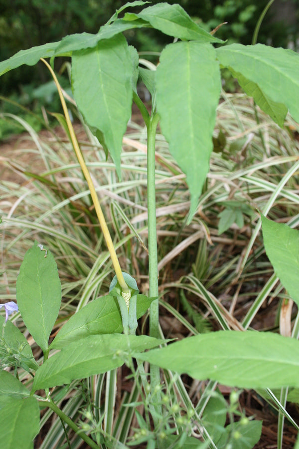 Image of Arisaema dracontium taken at Juniper Level Botanic Gdn, NC by JLBG