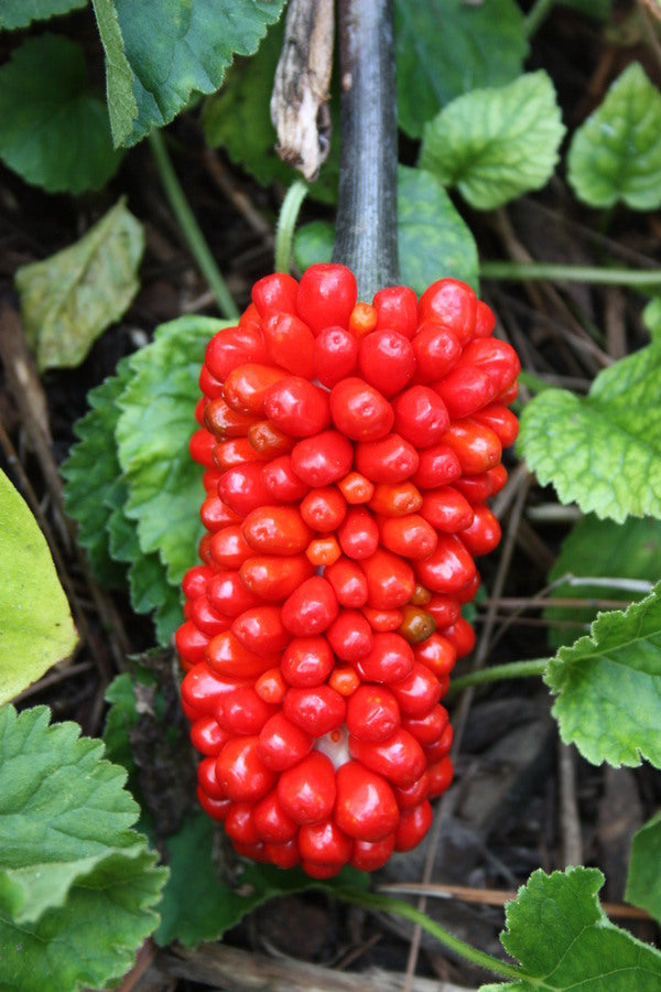 Image of Arisaema dracontium taken at Juniper Level Botanic Gdn, NC by JLBG