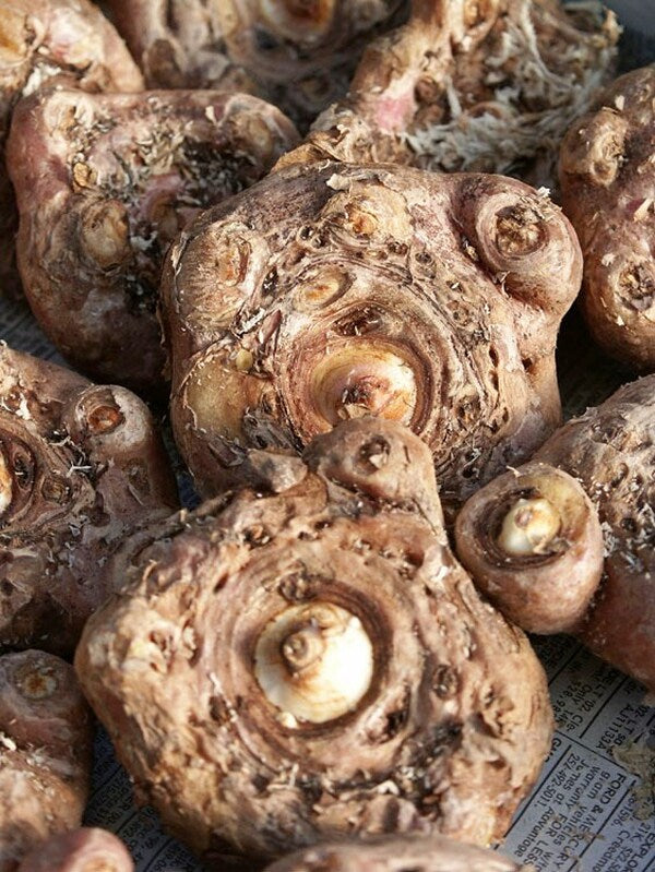 Image of Arisaema fargesii by P. Schmidt