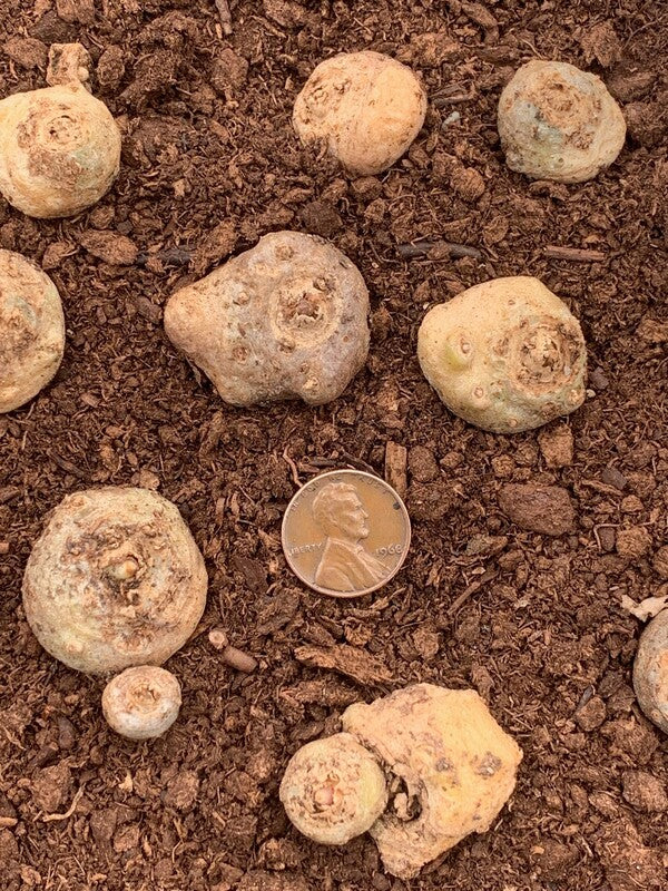 Image of Arisaema fargesii taken at Juniper Level Botanic Gdn, NC by C. Hardison
