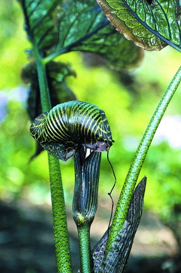 Image of Arisaema griffithii taken at Juniper Level Botanic Gdn, NC by JLBG